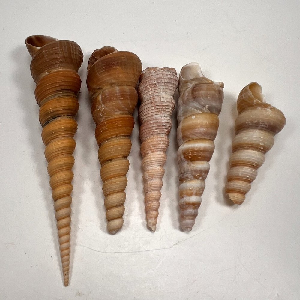 Auger Shell Seashell Turritella Terebra Nautical Crafts Lot of 5